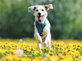 Pet Friendly | Woodland Falls