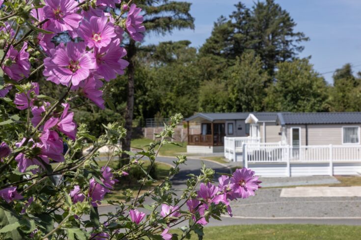 Summer flowers in front of holiday homes at Woodland Falls